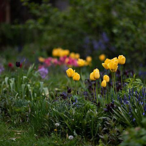 Fotografierte Wiese mit gelben Tulpen