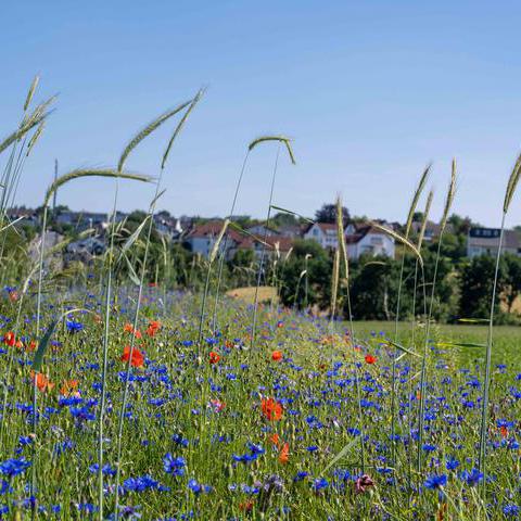 Blühstreifen im Bochumer Süden Anfang Juni 2022 in voller Blütenpracht.