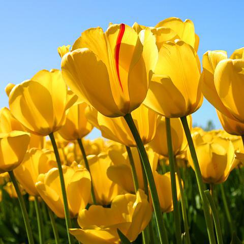 Alternativtext Tulpenfeld