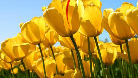 Alternativtext Tulpenfeld