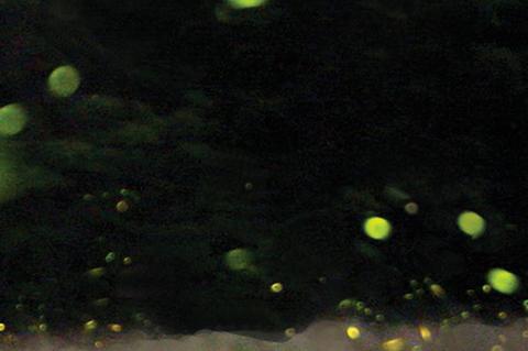 Leuchtkäfer in der Nacht