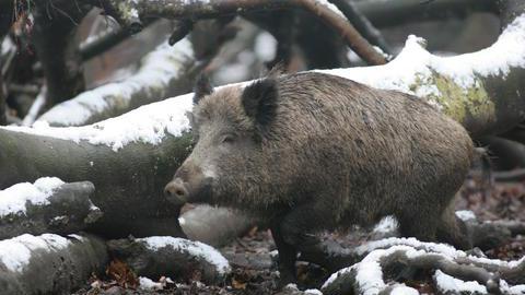 Ein Wildschwein, das an Baumstämmen vorbeiläuft.