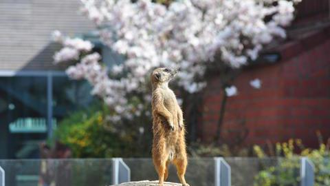 Ein Erdmännchen im Tierpark in Bochum