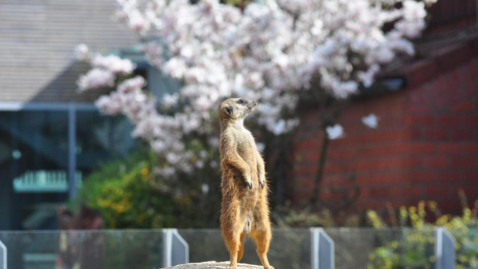 Ein Erdmännchen im Tierpark in Bochum