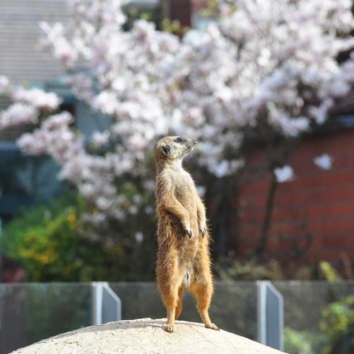 Ein Erdmännchen im Tierpark in Bochum