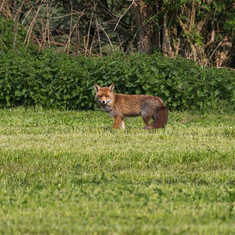 Ein Rotfuchs auf einem Feld