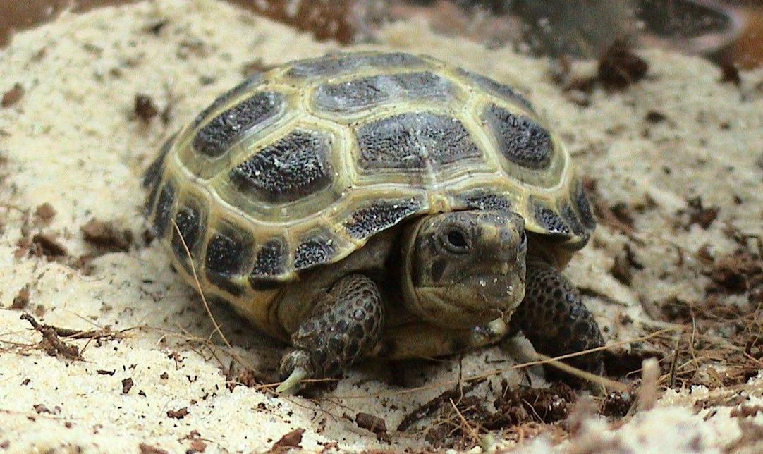 Griechische Landschildkröte