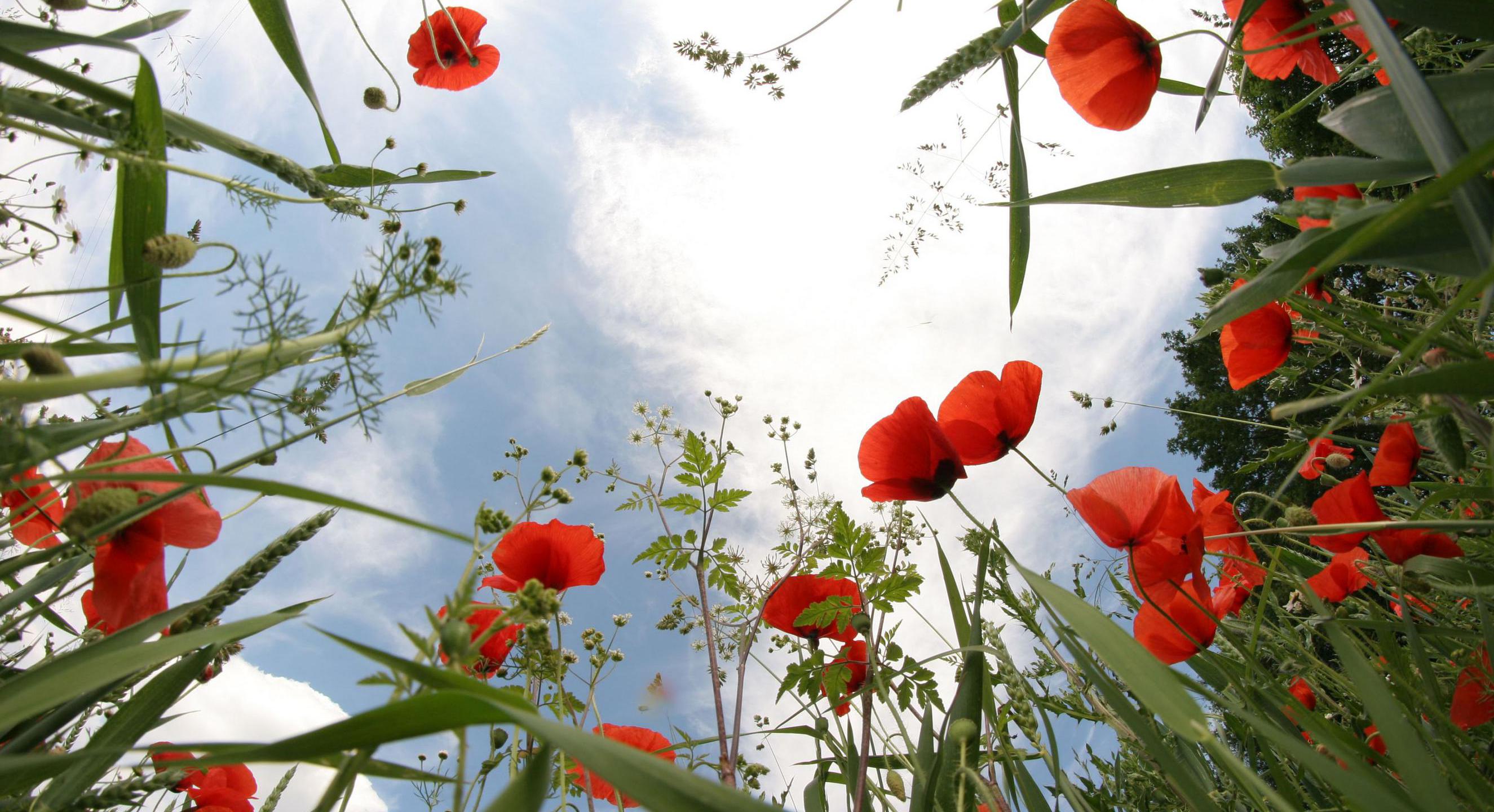 Wiese mit Klatschmohn