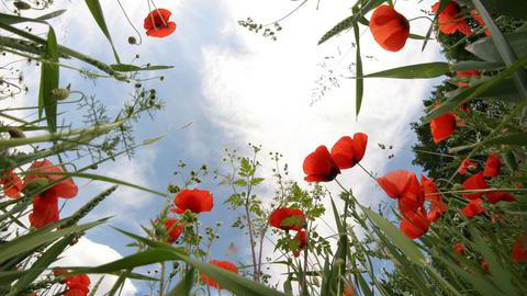 Wiese mit Klatschmohn