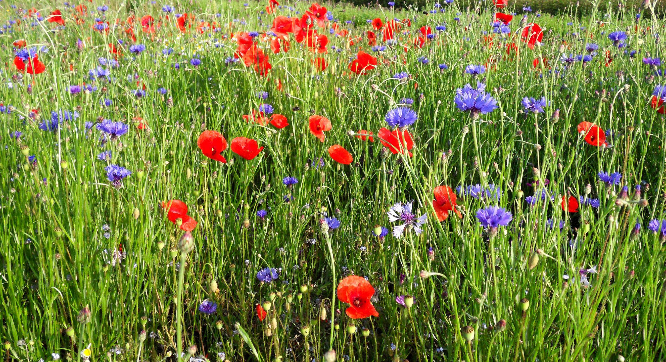 Wildblumen auf einem Feld