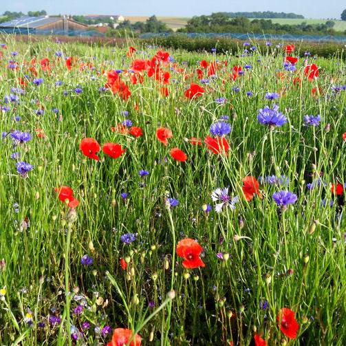 Wildblumen auf einem Feld