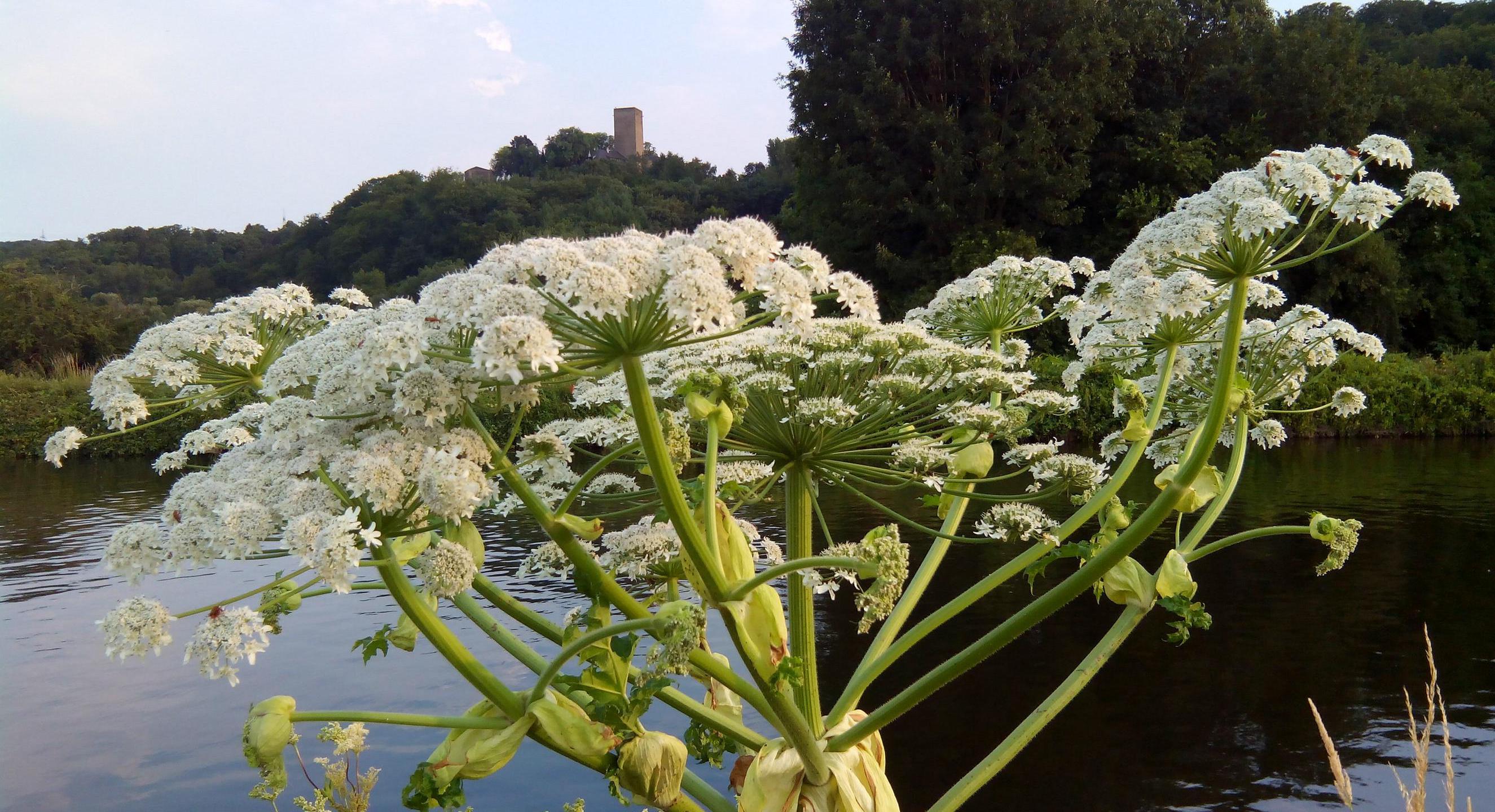 Herkulesstaude an der Ruhr in Bochum-Stiepel