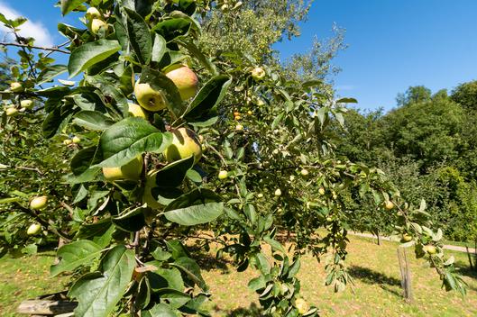 Apfelbaum mit Früchten auf einer Obstwiese 