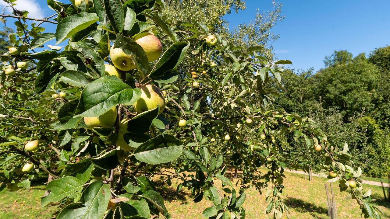 Stadt verschenkt Obstbäume – jetzt bewerben!