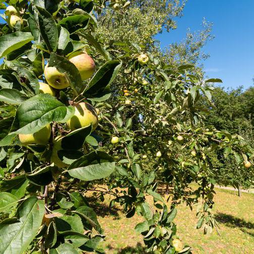 Apfelbaum mit Früchten auf einer Obstwiese 