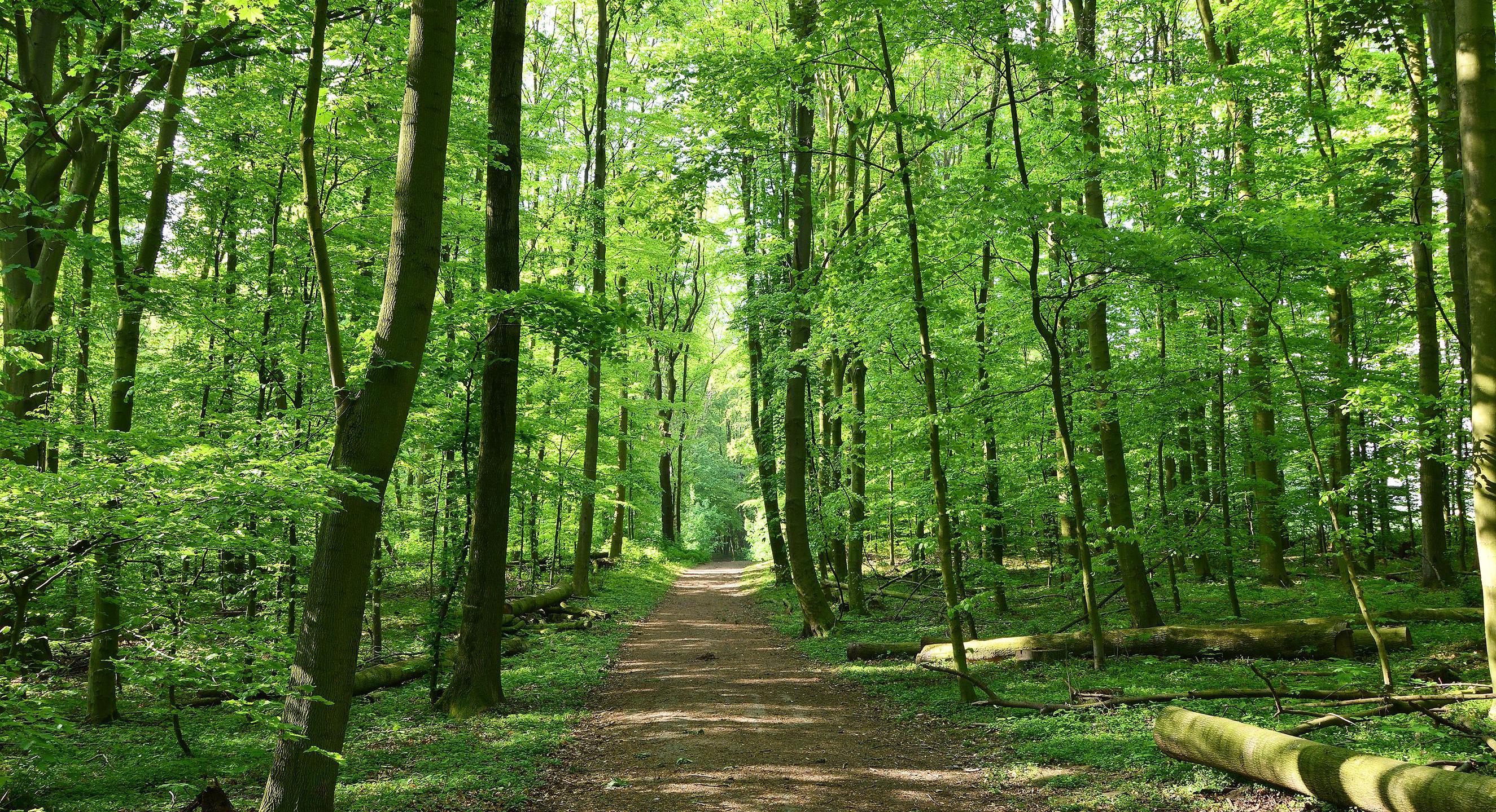 Symbolbild Erholungsraum Wald