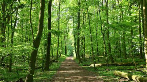 Symbolbild Erholungsraum Wald