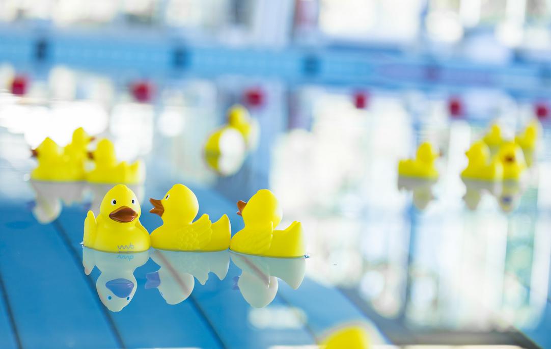 Symbolbild der Wasserwelten Bochum - Quietscheenten schwimmen auf der Wasseroberfläche in einem Hallenbad.