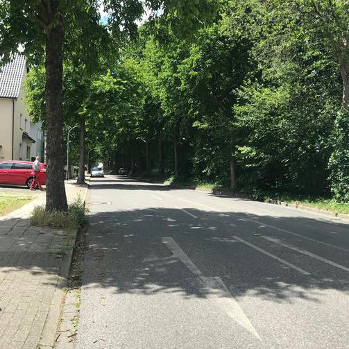 das Bild zeigt die Baumallee am Wilhelm-Leithe-Weg