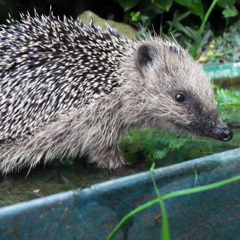 Igel auf der Suche nach einem Winterunterschlupf.