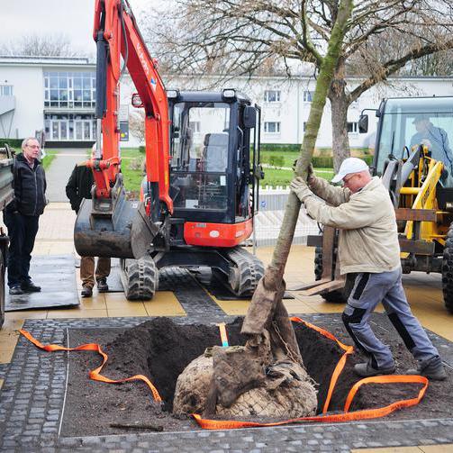 Japanische Kirschbäume werden auf dem Springerplatz in Bochum gepflanzt.