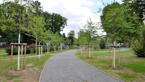 Junge Bäume in einem Wattenscheider Park