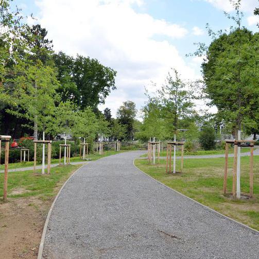 Junge Bäume in einem Wattenscheider Park