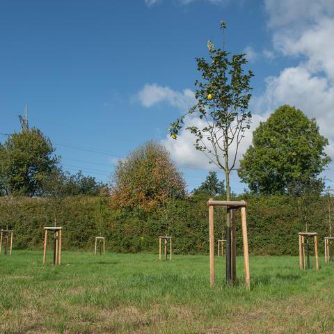 Obstwiese in Bochum