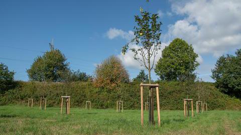 Obstwiese in Bochum