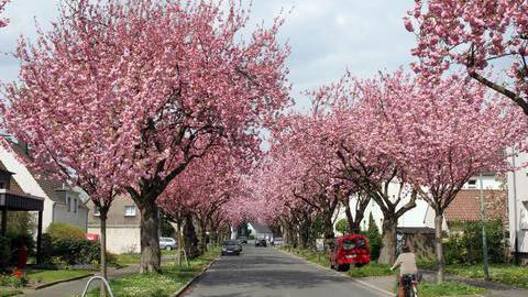 Zierkirschen stehen in einer Baumallee in der Grummer Straße in Bochum in voller Blüte.