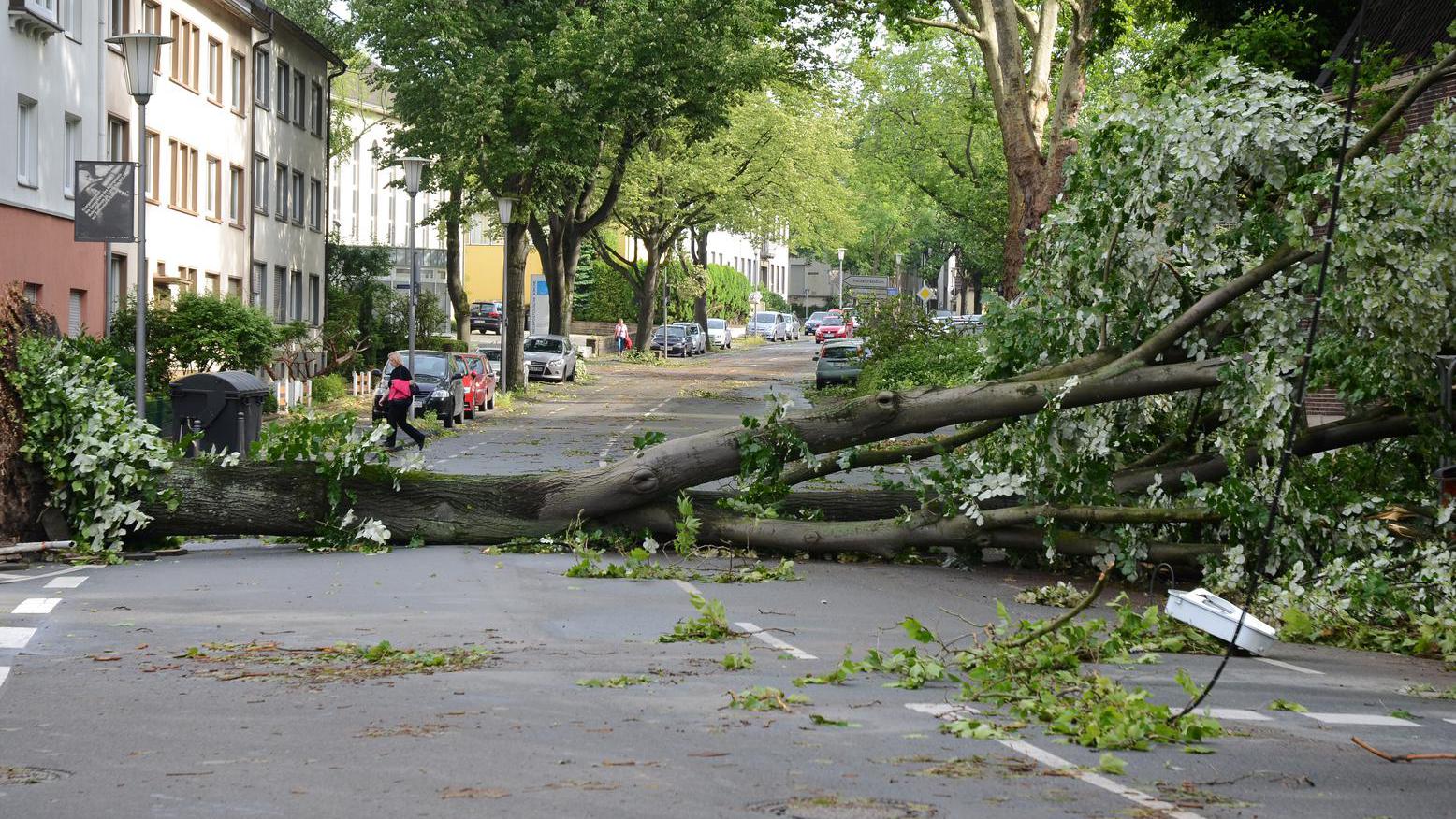 Schäden nach dem Unwetter im Bochumer Stadtgebiet am 10. Juni 2014. Bergstraße, umgefallene Bäume und geschädigte Autos.