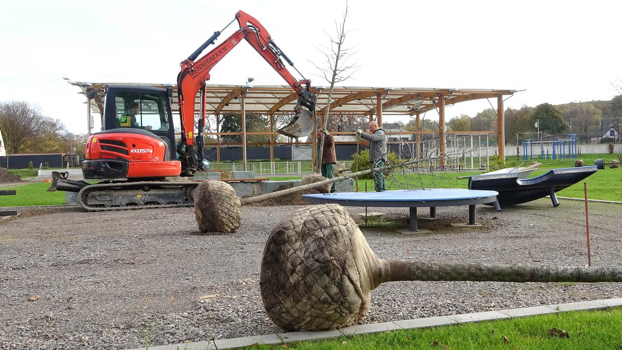 Ein Baum wird am Hausacker gepflanzt. Weitere Bäume stehen bereit.