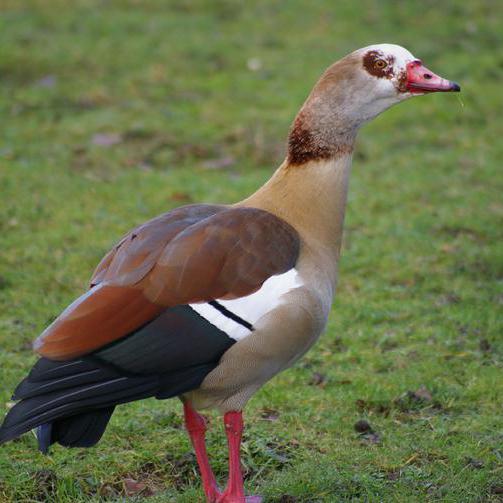 Nilgans auf einer Wiese