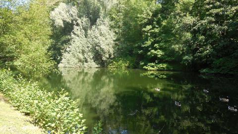 Grumbeckteich mit Bäumen im Hintergrund und fünf Enten im Bild.