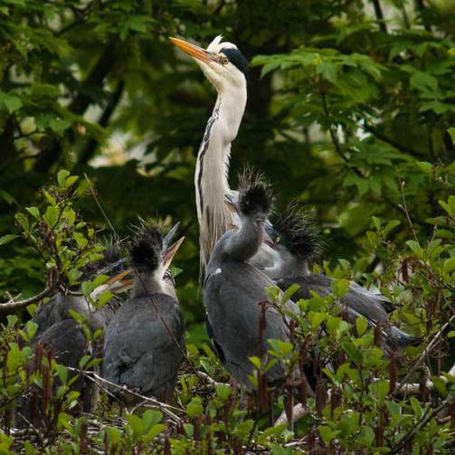 Graureiher Nest mit Jungvögel