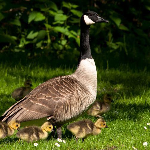 Kanadagänse