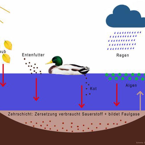 Schema Eutrophierung