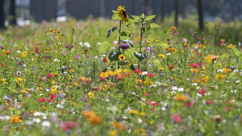 Eine Wildblumenwiese in Bochum