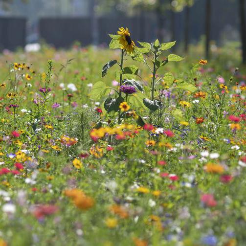 Eine Wildblumenwiese in Bochum