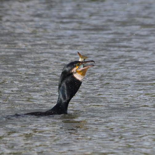 Ein Kormoran beim Fischfang