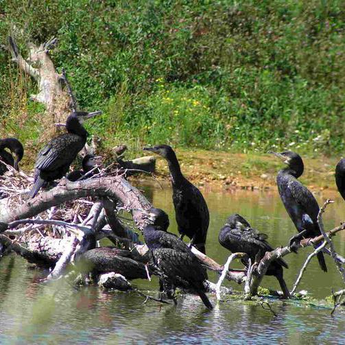 Eine Gruppe von Kormoranen
