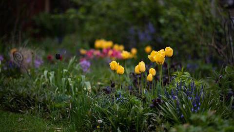 Fotografierte Wiese mit gelben Tulpen