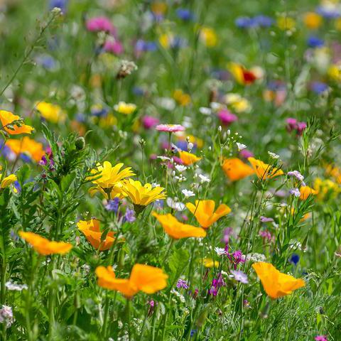 Wildblumenwiese in Bochum