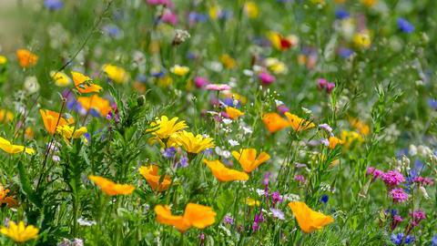 Wildblumenwiese in Bochum