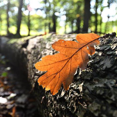 Ein braun verfärbtes Blatt auf einem Baumstamm