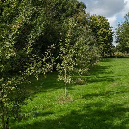 Hochzeitswald in Bochum, aufgenommen im September 2019