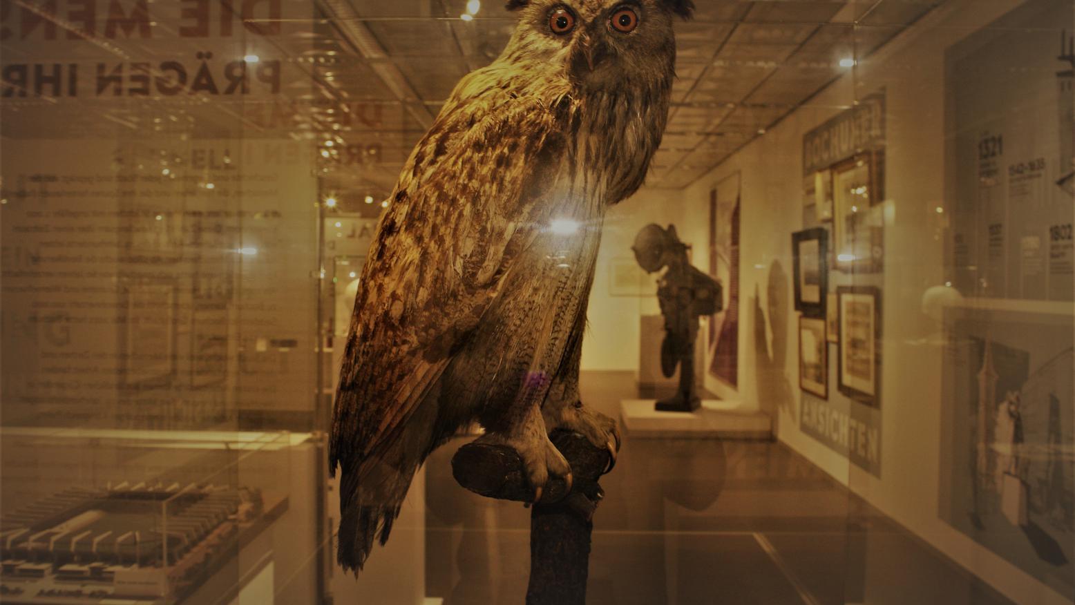 Eine ausgestopfte Eule