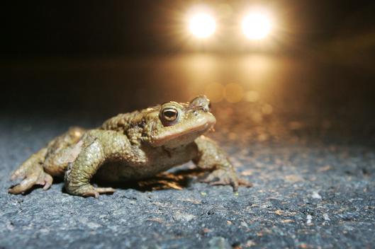 Erdkröten, Grasfrösche, Molche und Feuersalamander wandern zu ihren angestammten Laichgewässern.
