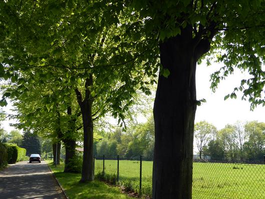 Links sieht man die Dr.-Eduard-Schulte-Straße, rechts eine Wiese. Dazwischen stehen vier Buchen und ein grüner Maschendrahtzaun.