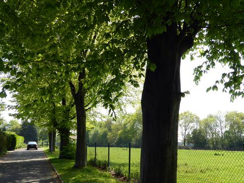 Links sieht man die Dr.-Eduard-Schulte-Straße, rechts eine Wiese. Dazwischen stehen vier Buchen und ein grüner Maschendrahtzaun.